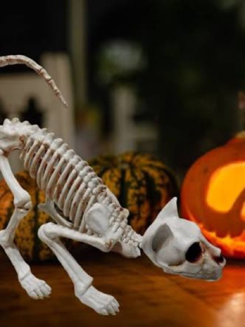 NWT Halloween Cat Skeleton Decoration Decor by Celebrate Together